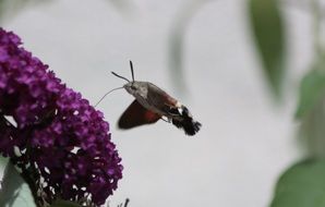 hummingbird hawk moth in the garden