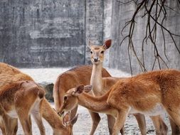 female eld's deers flock feeding in Zoo
