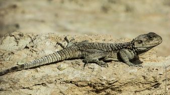 wild camouflaged lizard close-up on blurred background
