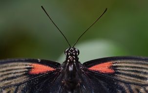 close-up of butterfly head