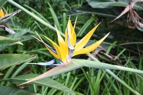 Bird Og Paradise