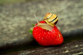 tiny snail on the strawberry