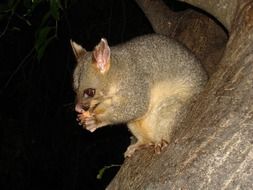opossum from the marsupial family