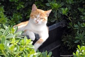 Cat relaxing in a garden