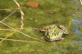 Picture of Frog in a Green Pond