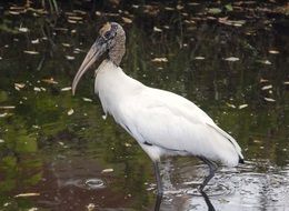 endangered white stork, florida