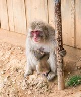 monkey mother with a baby