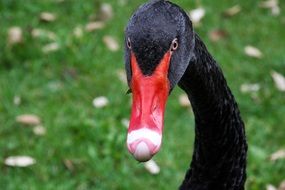 black swan with a red beak