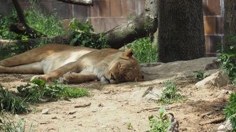 cute wild sleeping tigress in the zoo