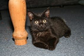 surprised black cat