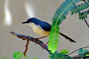 the warbler on a tree branch