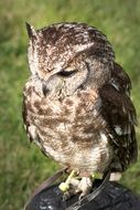 Wild Owl Bird
