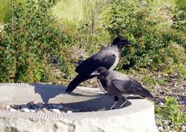 foraging crows