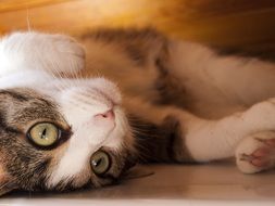 the cat lies with the head turned on the ground
