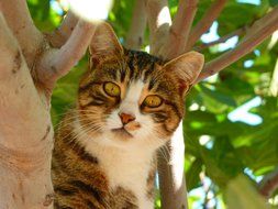 cute cat on the tree