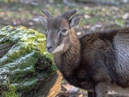 young wild goat in winter