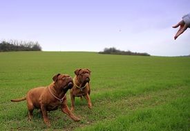 frolicking bordeaux mastiffs