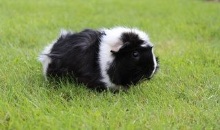 Guinea pig on meadow