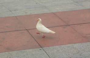 white dove walks across the square