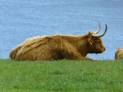 resting scottish highland cow near the water