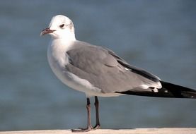 white gray Seagull on a blurred background