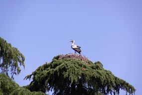 Picture of Stork is on a tree peak