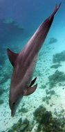Underwater Dolphin Diving