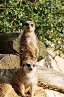 Meerkats Standing on Rock