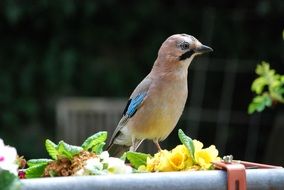 garrulus glandarius or jay