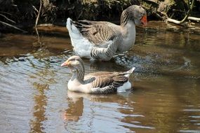 Geese in the water