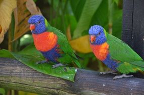 color charming Parrot