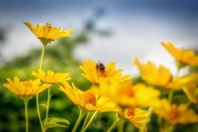 yellow flowers under blue sky