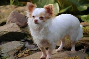 white brown chihuahua