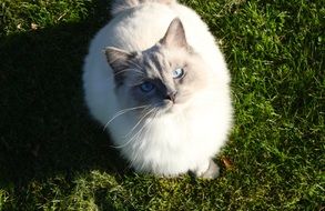 fluffy beige cat with blue eyes