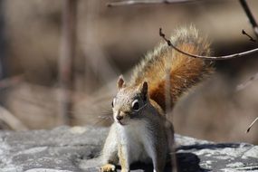 wild Squirrel on the wood