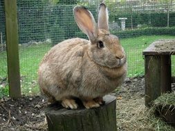 pet rabbit in a pen