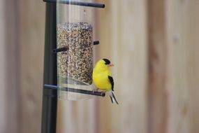 An American Goldfinch