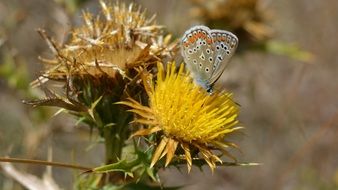 Picture of Butterflies and flowers