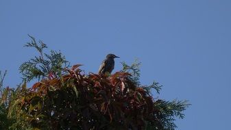 Bird in spring