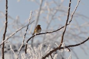 small bird on the snowy branch