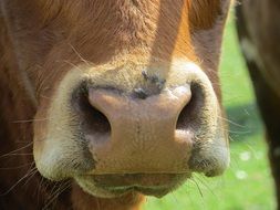 Beef Kuhschnauze Ruminant Cow