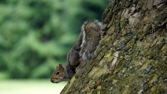 gray squirrel on a tree in the wild