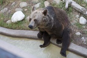 Brown bear is sitting