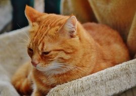 red cat lying on a chair