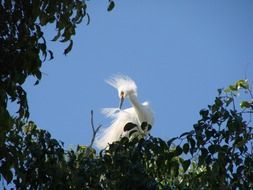 Exotic Bird