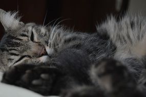 sleeping tabby cat with white mustache