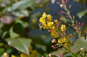 bee on a yellow elongated flower