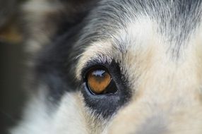 closeup picture of Dog eye