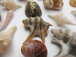 seashells on a white table