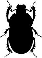Beetle Insect Silhouette drawing